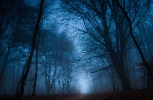 Dark Nature Fall Path Fog Tree Forest wallpapers hd quality