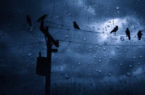 Dark Rainy Sky with Birds -