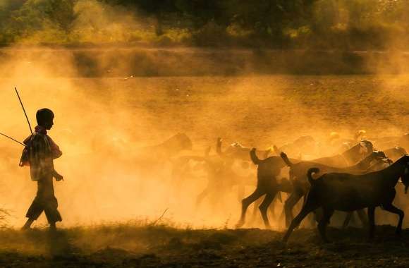 Dust Goat Countryside Nature Photography Landscape