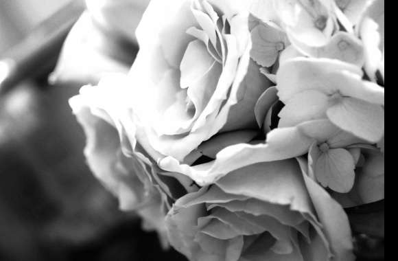 Elegant Black & White Flower Photography -