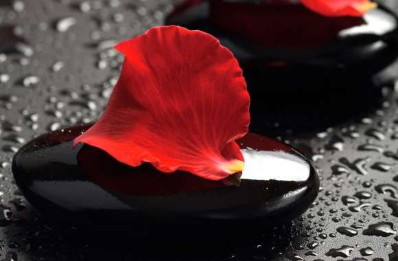 Elegant Still Life of Stones and Petals