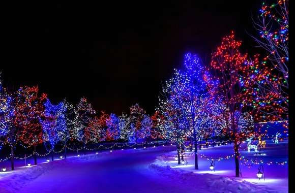 Enchanted Christmas Lights