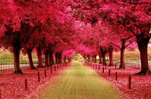 Enchanted Pink Path A Gorgeous for Autumn Walks