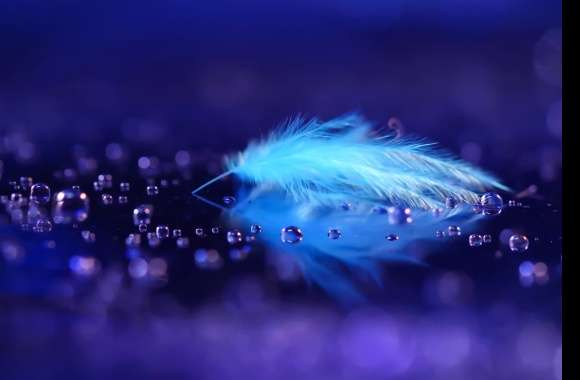 Enchanting Blue Feather Reflection -