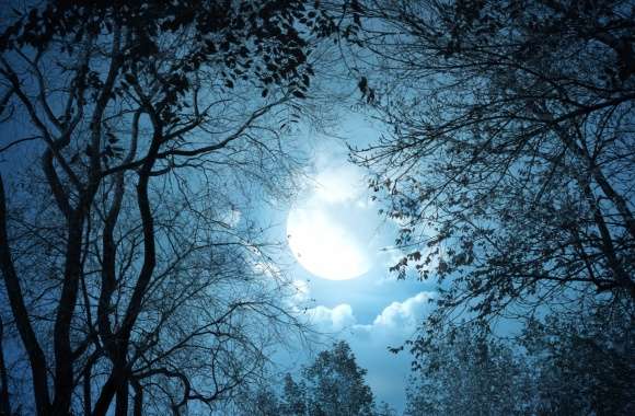 Enchanting Moonlit Fantasy -