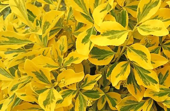 Euonymus fortunei wallpapers hd quality