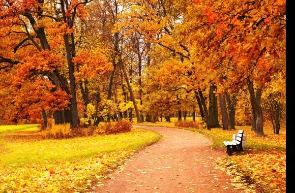 Fall Tree Bench Photography Park