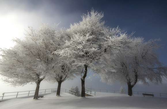 Fence Tree Snow Photography Winter