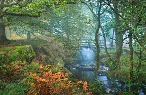 Fern Stream Fog Fall Forest Bridge Photography Park