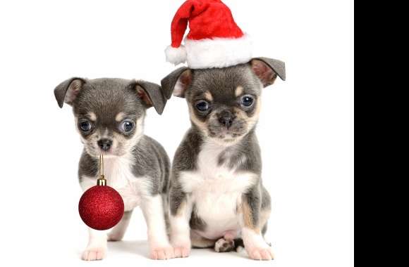 Festive Chihuahua Duo - HD Christmas Wallpaper