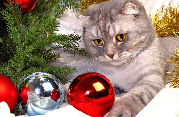 Festive Feline of a Cat with Christmas Ornaments wallpapers hd quality