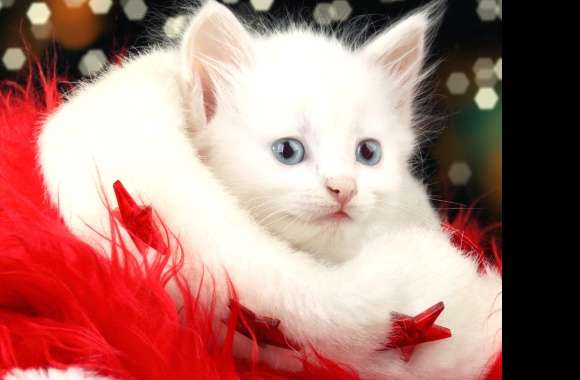 Festive Kitten for a Merry Christmas