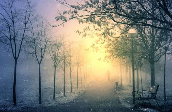 Fog Snowfall Snow Night Park Photography Winter