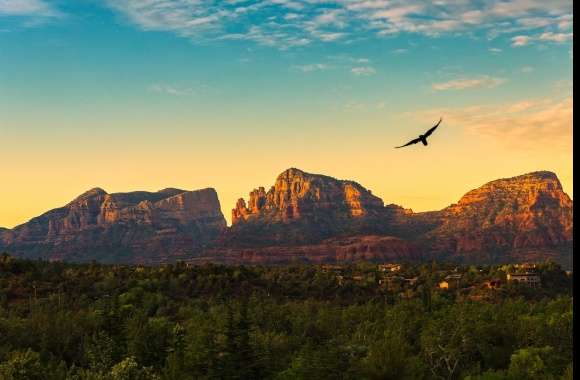 Forest Bird Mountain Arizona Photography Landscape