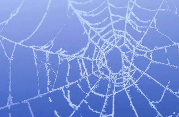 Frost Snow Photography Spider Web