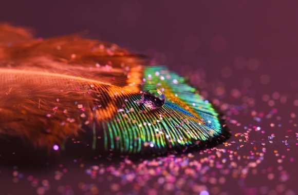 Glittering Feather A Stunning wallpapers hd quality