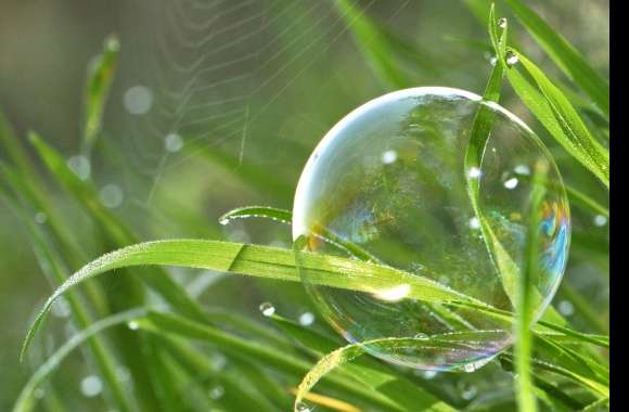 Grass Macro Nature Photography Bubble wallpapers hd quality