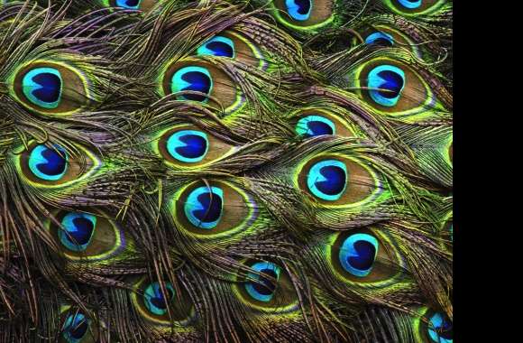 Green Colors Peacock Photography Feather Wallpaper