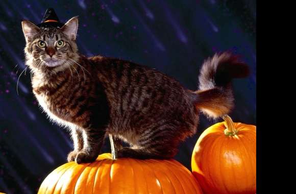 HD Halloween Wallpaper A Festive Feline with Pumpkins