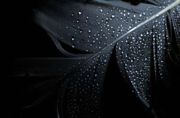 HD Wallpaper of a Feather with Dew Drops