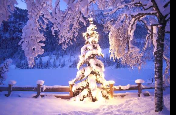 HD Wallpaper of a Snowy Christmas Tree Illuminated for the Holidays