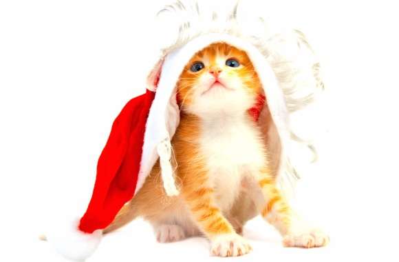 Holiday Christmas Animal Cat