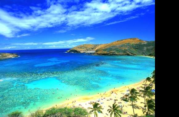 Horizon Palm Tree Sea Ocean Hawaii Photography Beach