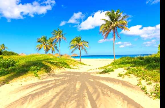 Horizon Palm Tree Tropical Photography Beach