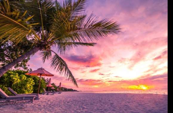 Horizon Sea Ocean Palm Tree Tropical Sunset Earth Photography Beach Wallpaper