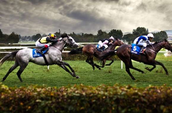 Horse Horse Racing Sports