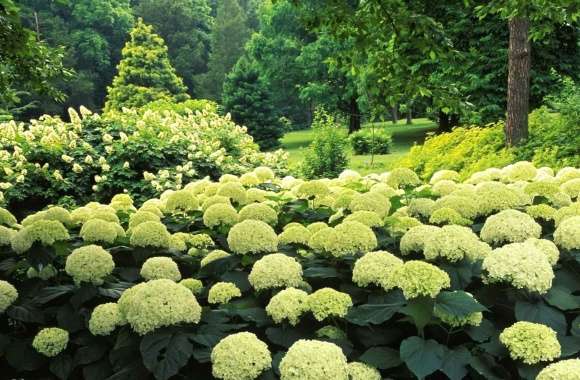 Hydrangea Flower Bush Tree Spring Photography Park