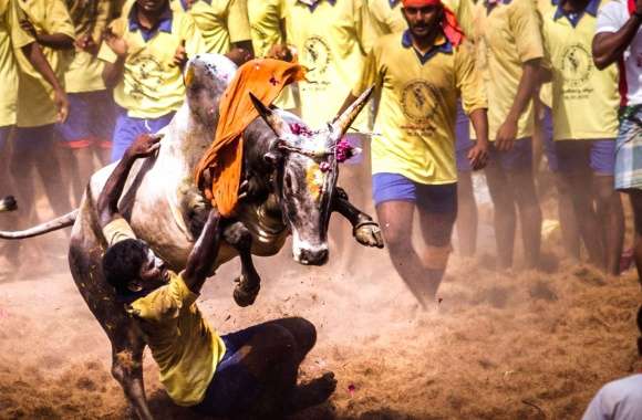 Jallikattu - Tamil Bull Sport