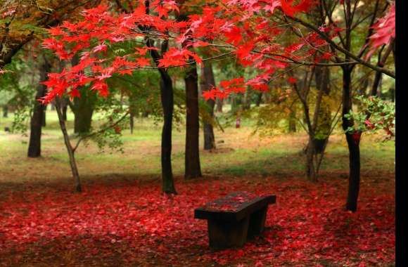 Leaf Tree Fall Bench Nature Photography Park