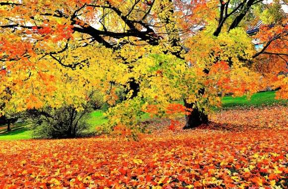 Leaf Tree Fall Photography Park