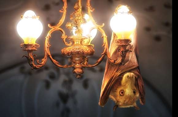 Light Chandelier Bat Photography Manipulation wallpapers hd quality