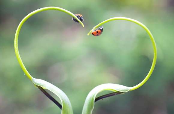 Love in Nature An of Heartfelt Grass Beauty