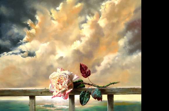 Love in the Clouds Pink Rose