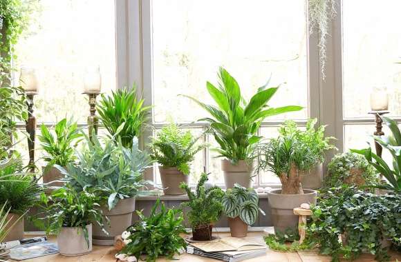 Lush Indoor Garden - Houseplant Haven Background wallpapers hd quality