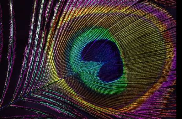 Macro Colors Photography Feather