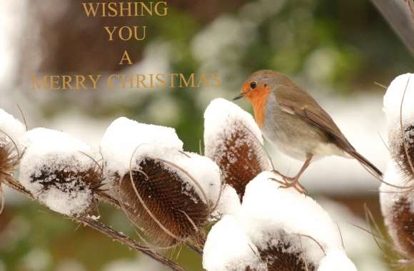 Merry Christmas Bird European Robin Holiday Christmas