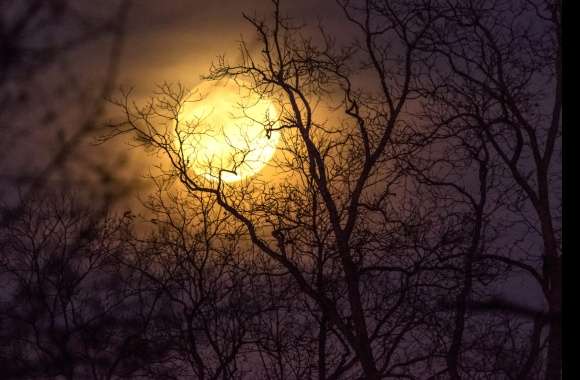 Moonlit Silhouette of Nature at Night wallpapers hd quality