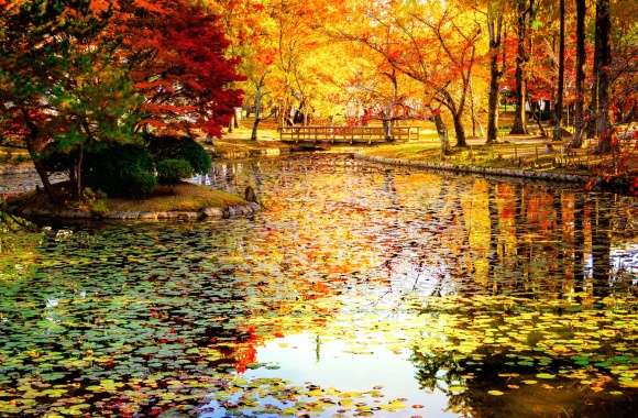 Nature Fall Colors Tree Pond Photography Park