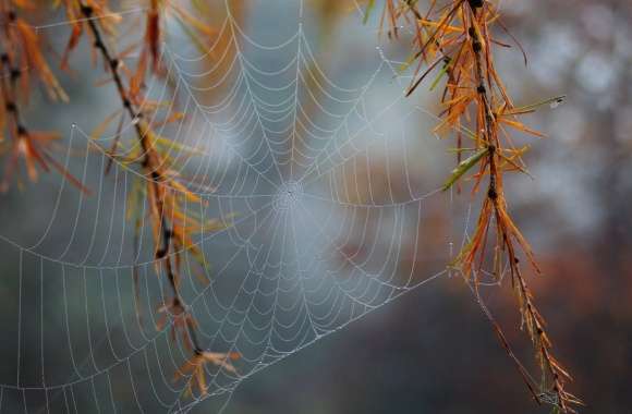 Nature Photography Spider Web