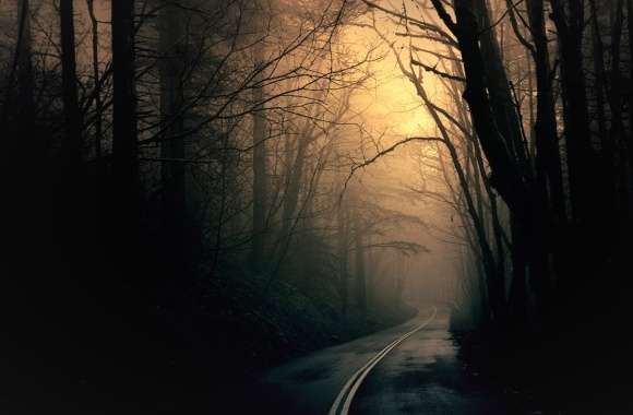 Night Road Dark Forest wallpapers hd quality