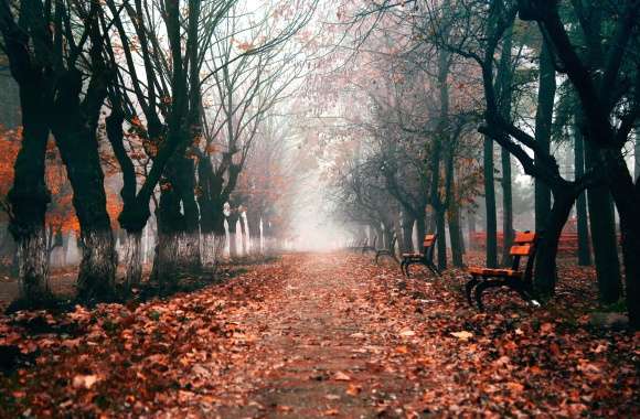 Path Bench Fog Tree Tree-lined Fall Photography Park