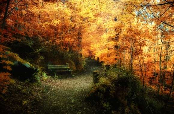 Path Bench Photography Fall