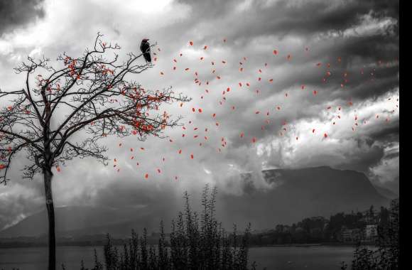 Petal Lake Cloud Tree Crow Selective Color Photography Manipulation
