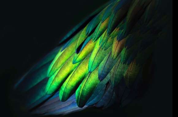 Photography Feather