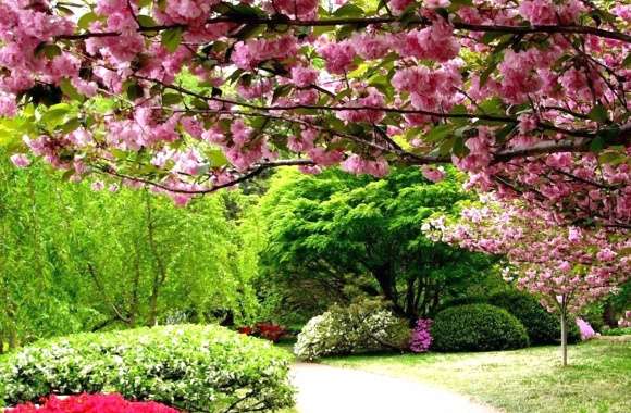 Pink Flower Blossom Tree Path Flower Spring Photography Park