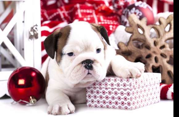 Puppy Gift Dog Christmas Ornaments Holiday Christmas wallpapers hd quality